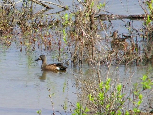 Blue-winged Teal
