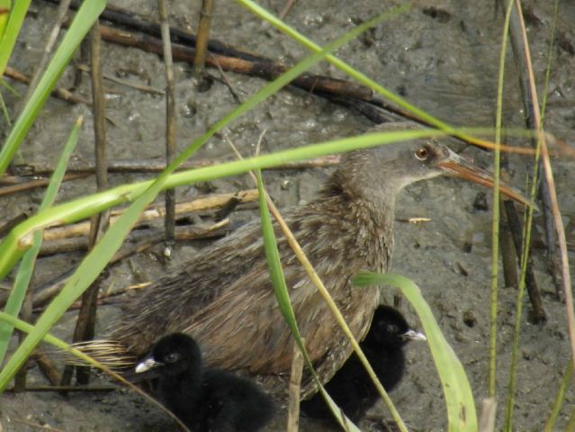 Clapper Rail