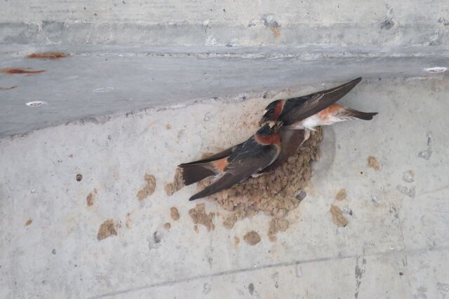 Cliff Swallow