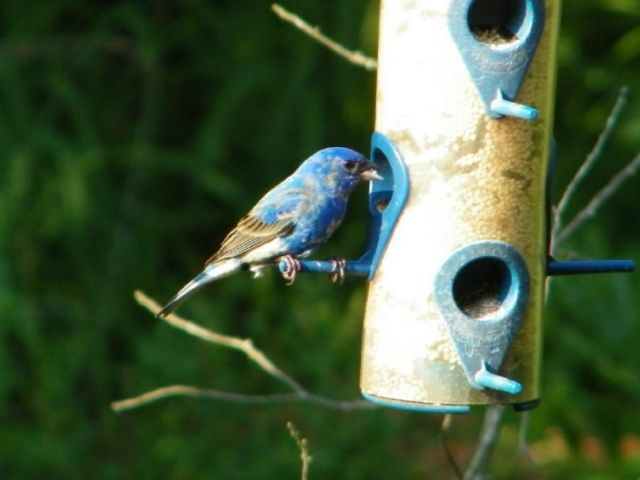 Indigo Bunting