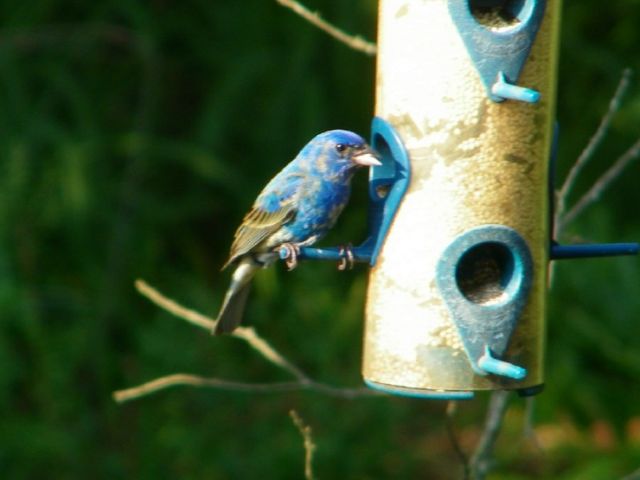 Indigo Bunting