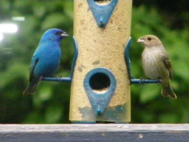 Indigo Buntings