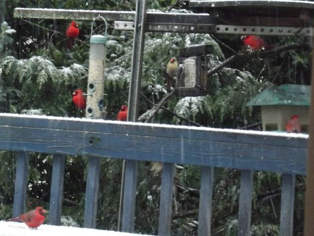 Northern Cardinals