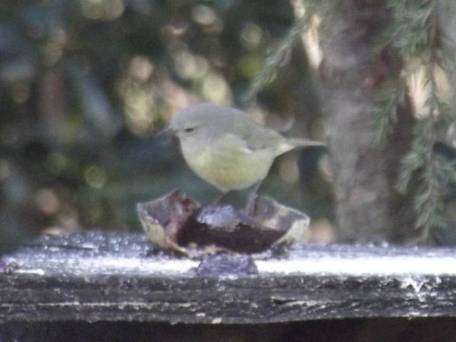 Orange-crowned Warbler