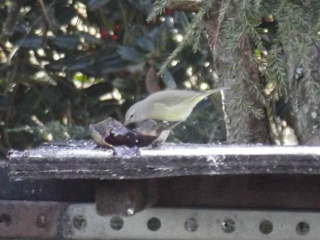 Orange-crowned Warbler