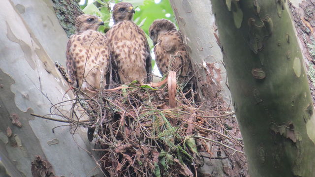 Red-shouldered Hawk