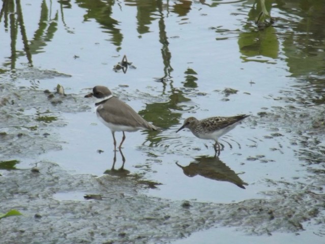 Semipalmated Plover and Least Sandpiper