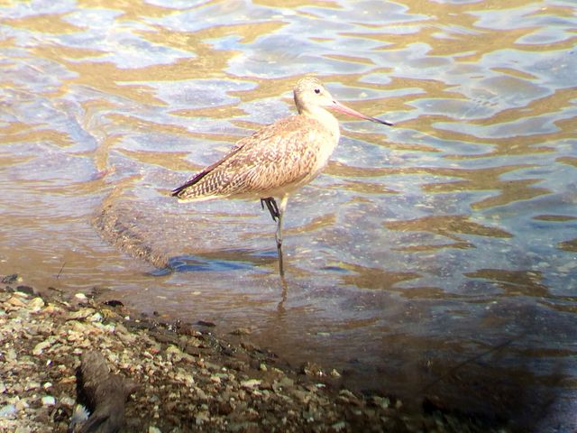 Marbled Godwit