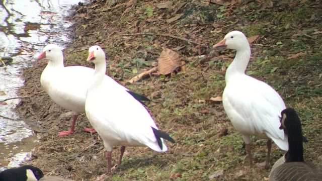 Ross's Goose