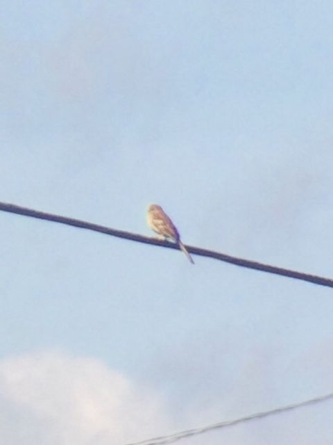 Field Sparrow