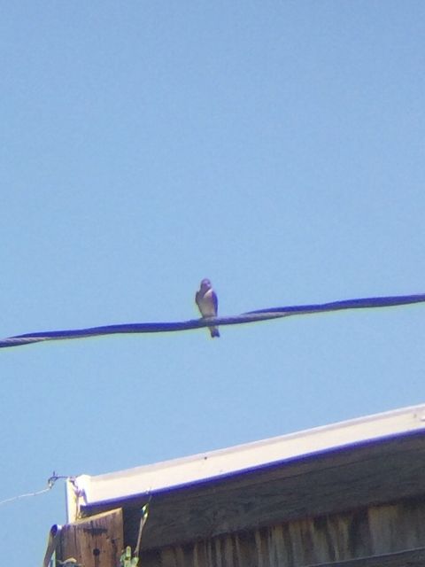Northern Rough-winged Swallow