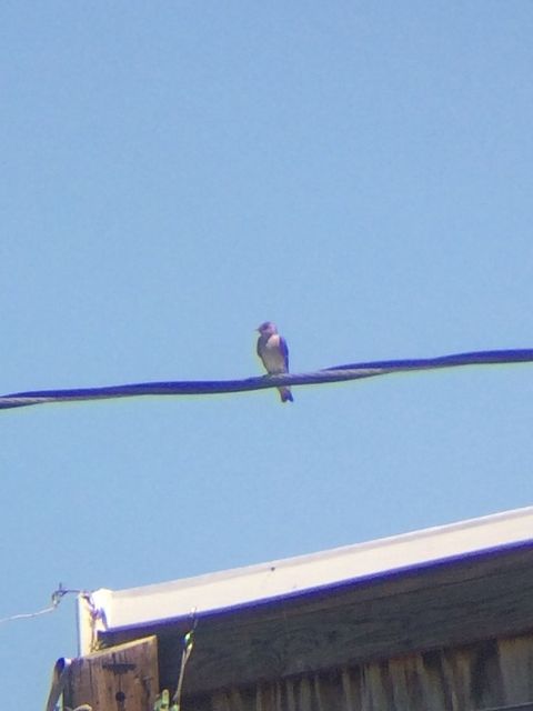 Northern Rough-winged Swallow