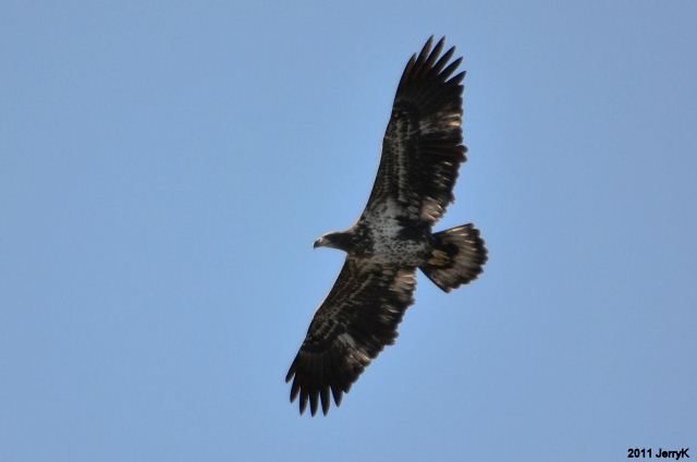 Bald Eagle