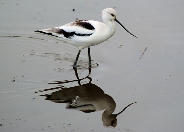 American Avocet