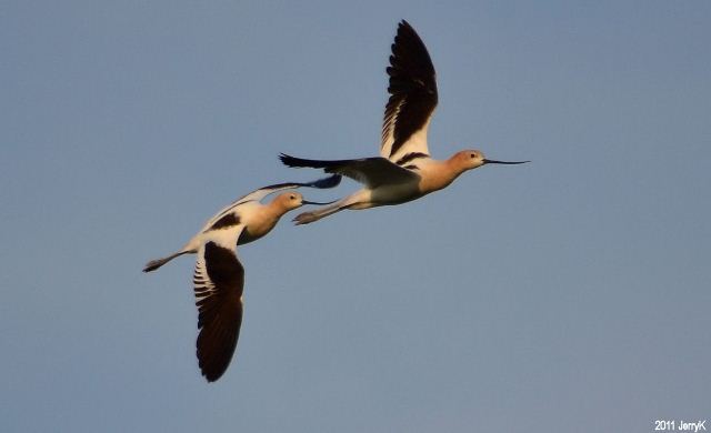 American Avocet