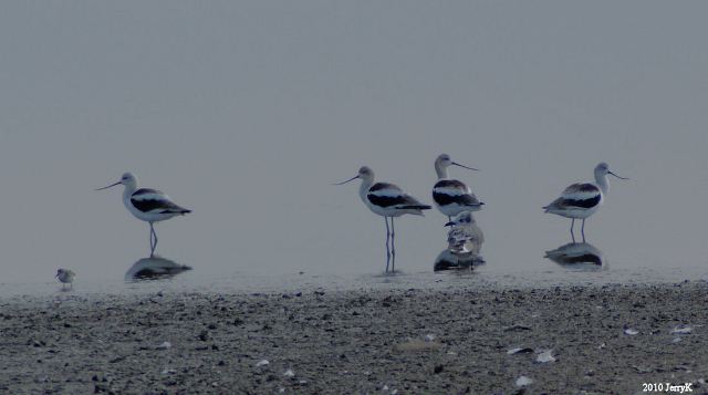 American Avocets