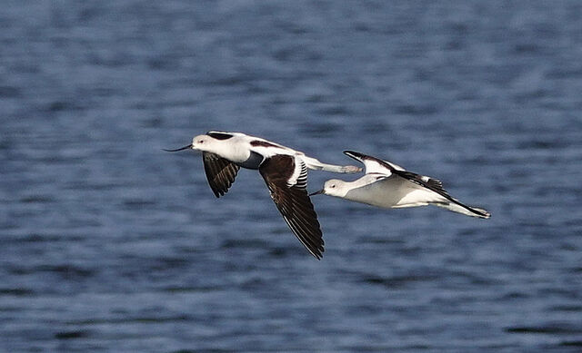 American Avocet