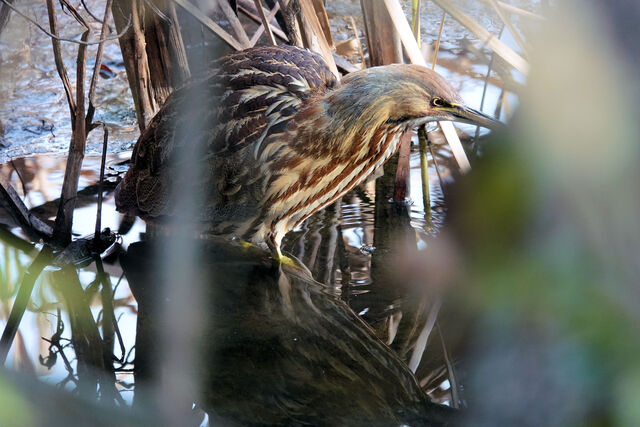 American Bittern