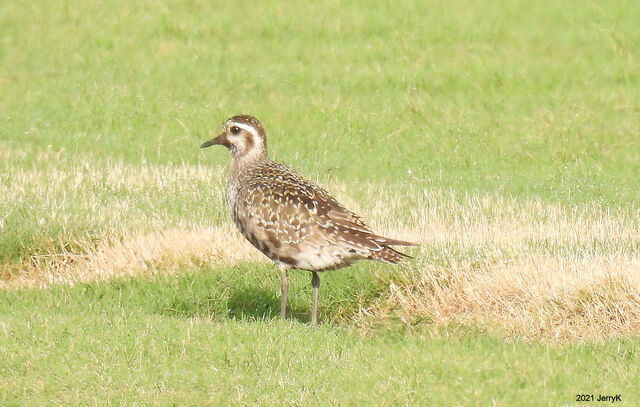 American Golden-Plover