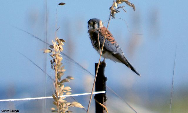 American Kestrel