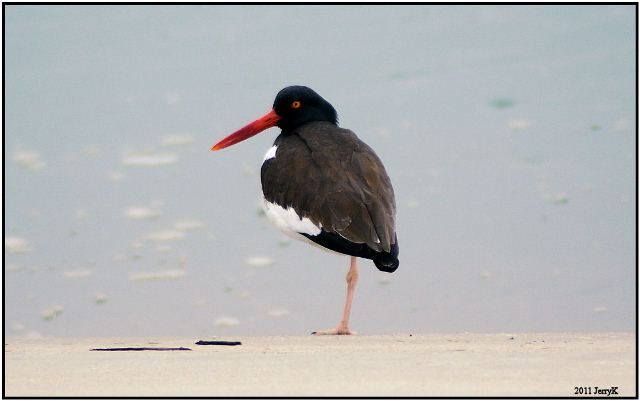 American Oystercatcher