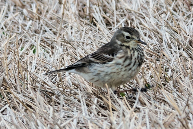 American Pipit