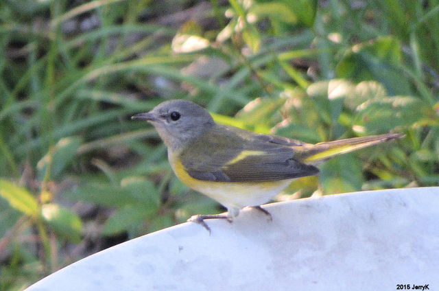 American Redstart