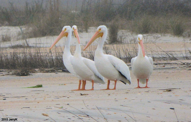 American White Pelican