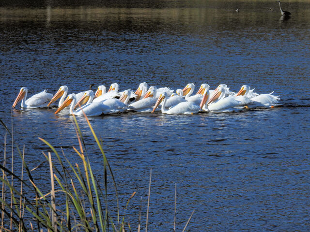 American White Pelican