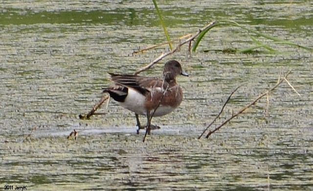 American Wigeon