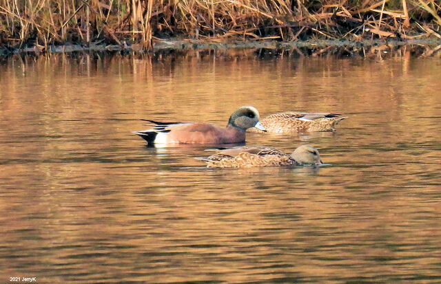 American Wigeon