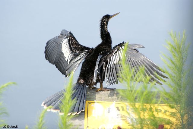 Anhinga