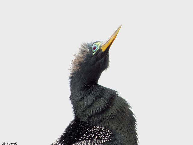 Anhinga