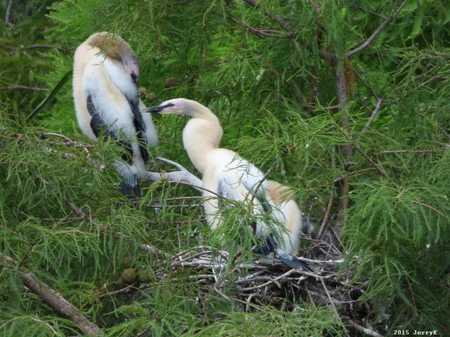 Anhinga