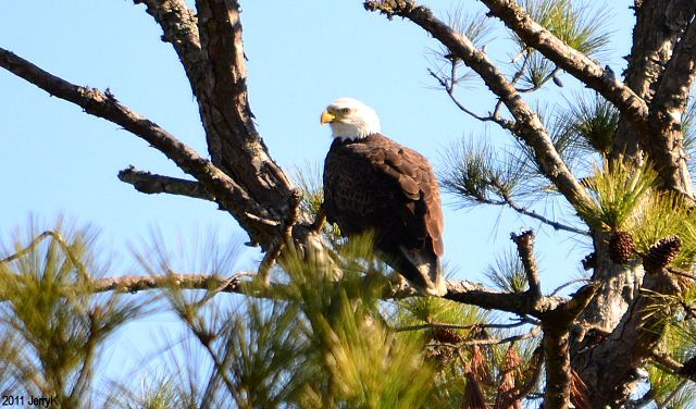 Bald Eagle