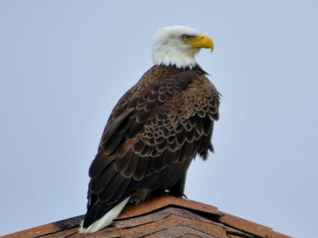 Bald Eagle