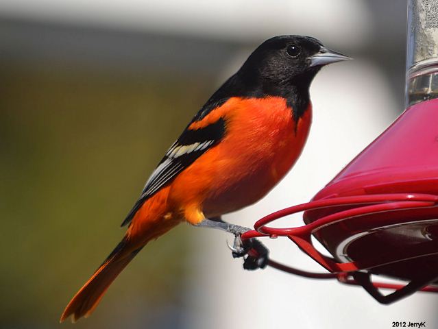 Baltimore Oriole