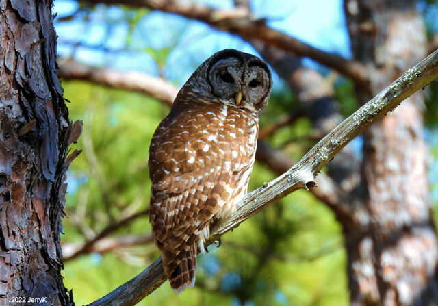 Barred Owl