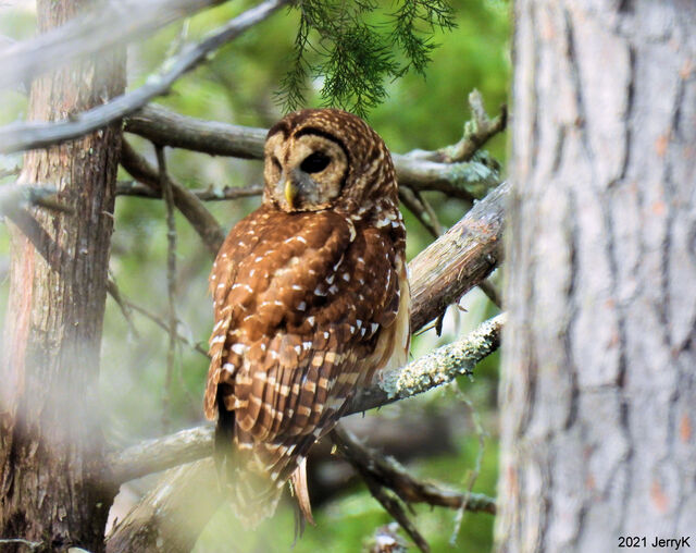 Barred Owl