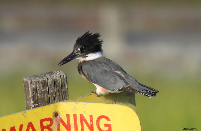 Belted Kingfisher