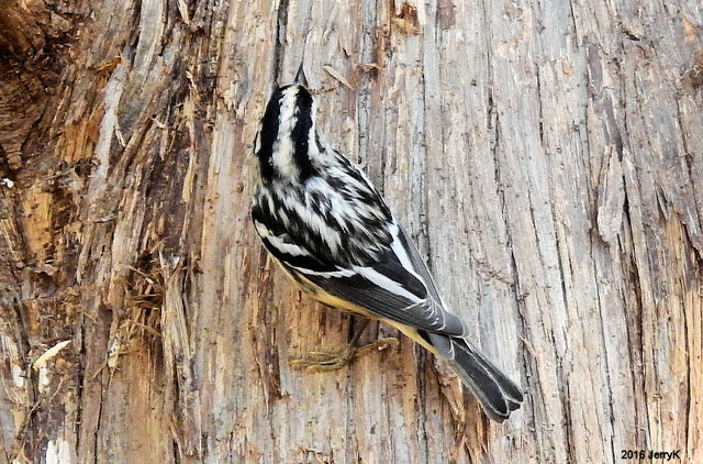 Black-and-white Warbler