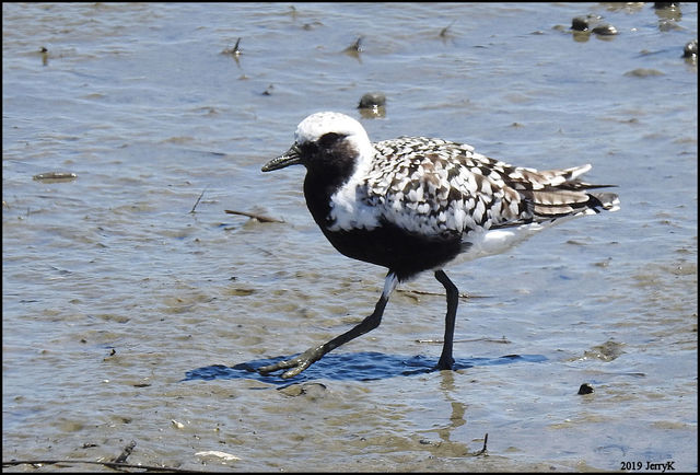 Black-bellied Plover