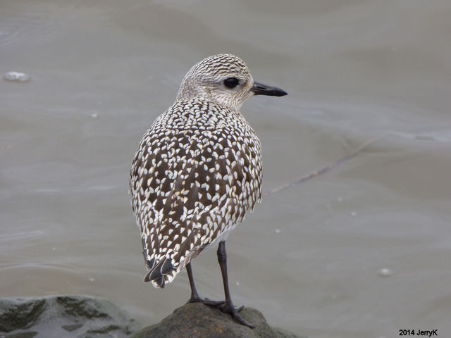 Black-bellied Plover