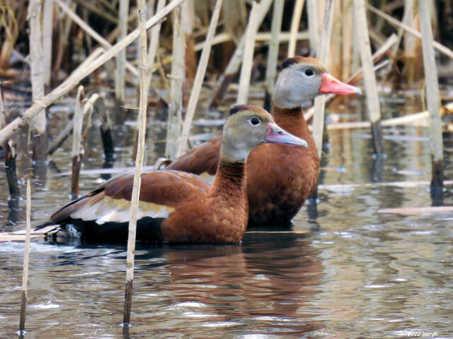 Black-bellied Whistling-Duck