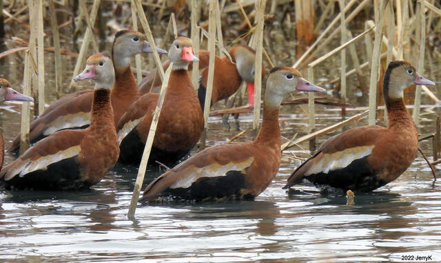 Black-bellied Whistling-Duck