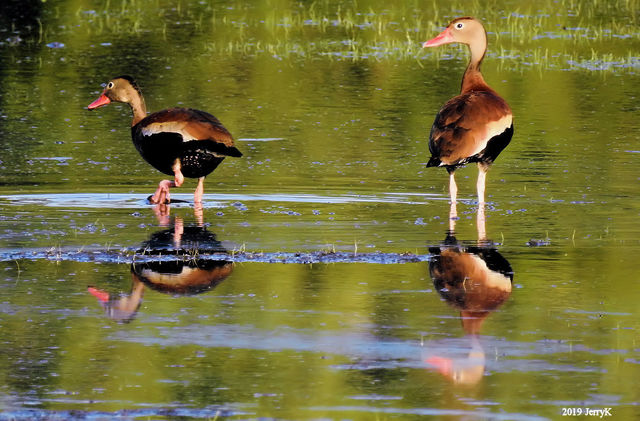 Black-bellied Whistling-Duck