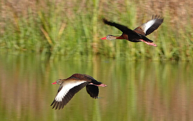 Black-bellied Whistling-Duck