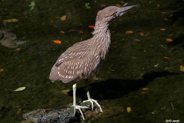 Black-crowned Night-Herons
