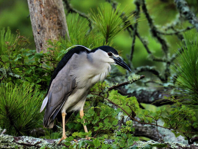 Black-crowned Night-Heron