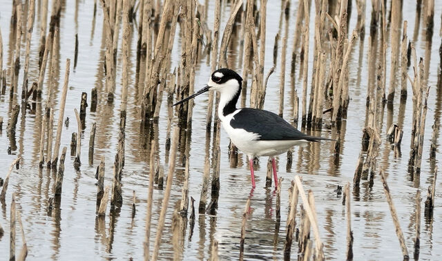 Black-necked Stilt